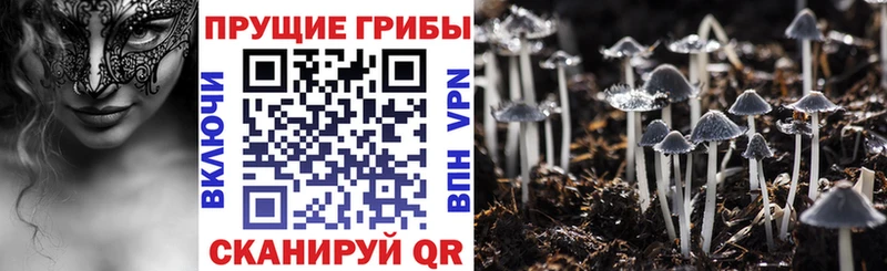 Галлюциногенные грибы MAGIC MUSHROOMS сайты даркнета формула Няндома купить блэк спрут как войти